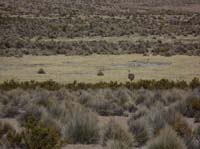 04-Chile-Putre-Lauca-Surire-039