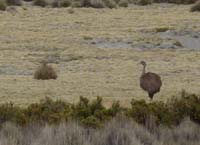 04-Chile-Putre-Lauca-Surire-039b