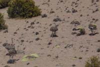 04-Chile-Putre-Lauca-Surire-064a