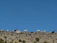 04-Chile-Putre-Lauca-Surire-071