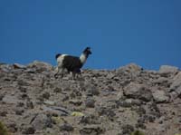 04-Chile-Putre-Lauca-Surire-072