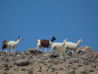 04-Chile-Putre-Lauca-Surire-073a