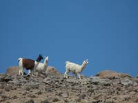 04-Chile-Putre-Lauca-Surire-074