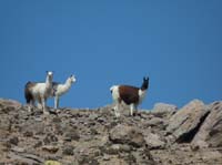 04-Chile-Putre-Lauca-Surire-077