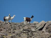 04-Chile-Putre-Lauca-Surire-078