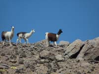 04-Chile-Putre-Lauca-Surire-079