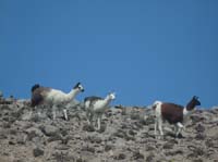 04-Chile-Putre-Lauca-Surire-082