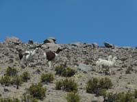 04-Chile-Putre-Lauca-Surire-085