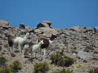 04-Chile-Putre-Lauca-Surire-088