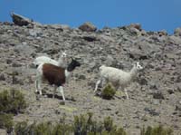 04-Chile-Putre-Lauca-Surire-090