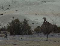 04-Chile-Putre-Lauca-Surire-104a