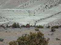 04-Chile-Putre-Lauca-Surire-105