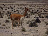 04-Chile-Putre-Lauca-Surire-108