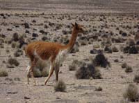 04-Chile-Putre-Lauca-Surire-109