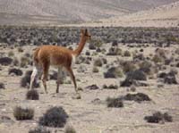 04-Chile-Putre-Lauca-Surire-110