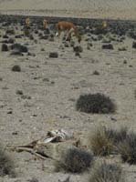 04-Chile-Putre-Lauca-Surire-111