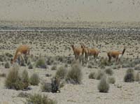 04-Chile-Putre-Lauca-Surire-112