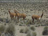 04-Chile-Putre-Lauca-Surire-113