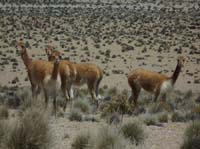 04-Chile-Putre-Lauca-Surire-115