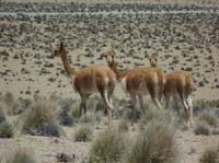 04-Chile-Putre-Lauca-Surire-116