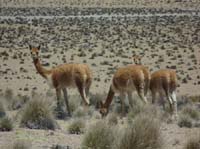 04-Chile-Putre-Lauca-Surire-117