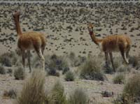 04-Chile-Putre-Lauca-Surire-119