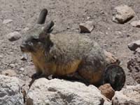 04-Chile-Putre-Lauca-Surire-128