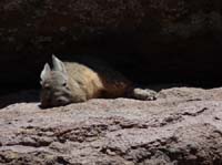 04-Chile-Putre-Lauca-Surire-129