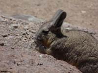 04-Chile-Putre-Lauca-Surire-134