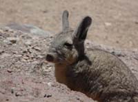 04-Chile-Putre-Lauca-Surire-135