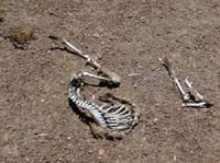 04-Chile-Putre-Lauca-Surire-156