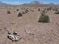 04-Chile-Putre-Lauca-Surire-157