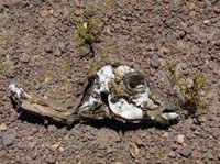 04-Chile-Putre-Lauca-Surire-159