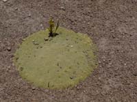 04-Chile-Putre-Lauca-Surire-161