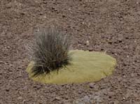 04-Chile-Putre-Lauca-Surire-162