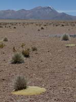 04-Chile-Putre-Lauca-Surire-163