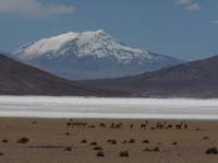 04-Chile-Putre-Lauca-Surire-170