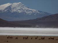04-Chile-Putre-Lauca-Surire-173