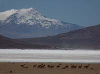 04-Chile-Putre-Lauca-Surire-174