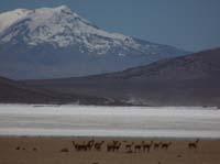 04-Chile-Putre-Lauca-Surire-175