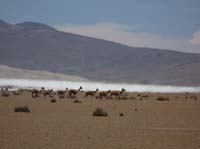 04-Chile-Putre-Lauca-Surire-182