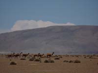 04-Chile-Putre-Lauca-Surire-183