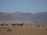 04-Chile-Putre-Lauca-Surire-184