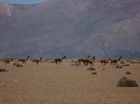 04-Chile-Putre-Lauca-Surire-185