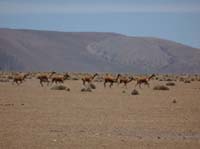 04-Chile-Putre-Lauca-Surire-187