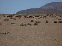 04-Chile-Putre-Lauca-Surire-188