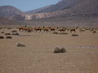 04-Chile-Putre-Lauca-Surire-189