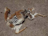 04-Chile-Putre-Lauca-Surire-193