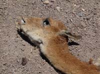 04-Chile-Putre-Lauca-Surire-194