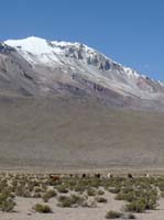 04-Chile-Putre-Lauca-Surire-226